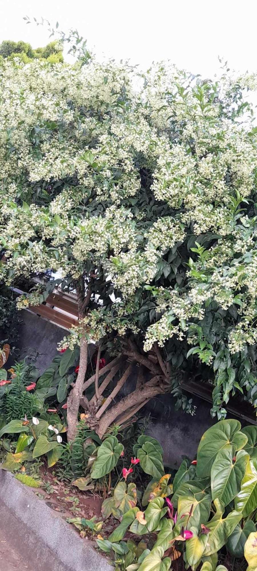 Le Muguet Sauvage Villa Le Tampon Kültér fotó
